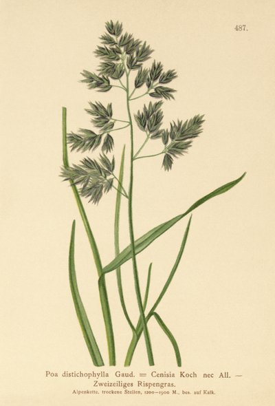 Bluegrass (Poa distichophylla, Poa Cenisia, Poa Contracta, Poa fontqueri, Poa oreophila, Poa psychrophila) by German School