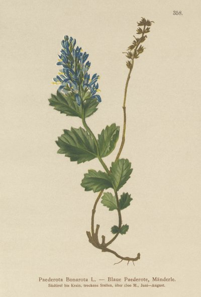 Mavimsi Paederota (Paederota Bonarota) by German School
