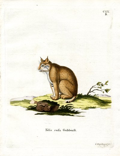 Bobcat (renkli gravür) by German School