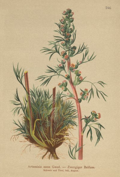 Boreal Pelin (Artemisia nana, Artemisia borealis) by German School