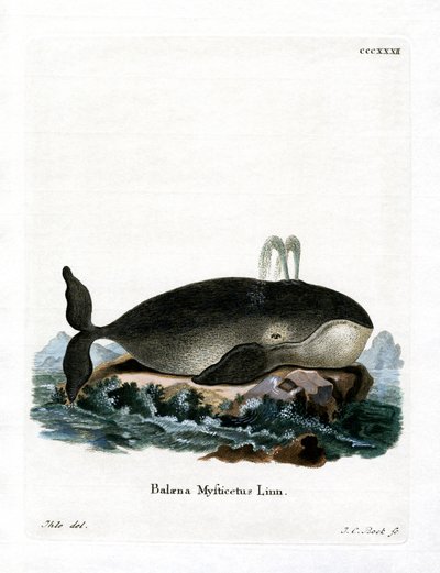Bowhead Balina (renkli gravür) by German School