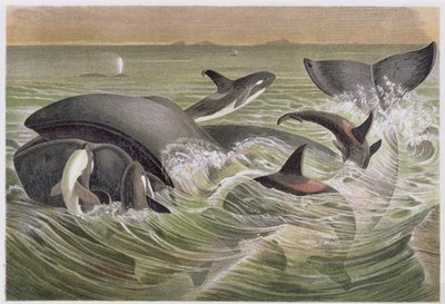 Bowhead ve Katil Balinalar, Brehms Tierleben