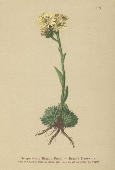 Brauns Tavuk ve Civcivler (Sempervivum Braunii) by German School