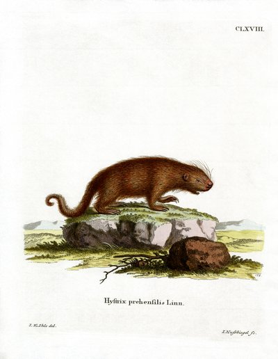 Brezilya Kirpisi (renkli gravür) by German School