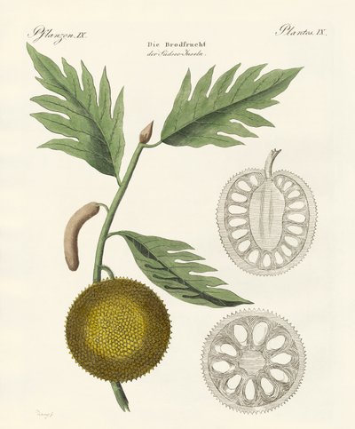 ekmek meyvesi by German School