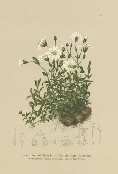 Geniş Yapraklı Fare Kulağı (Cerastium latifolium) by German School