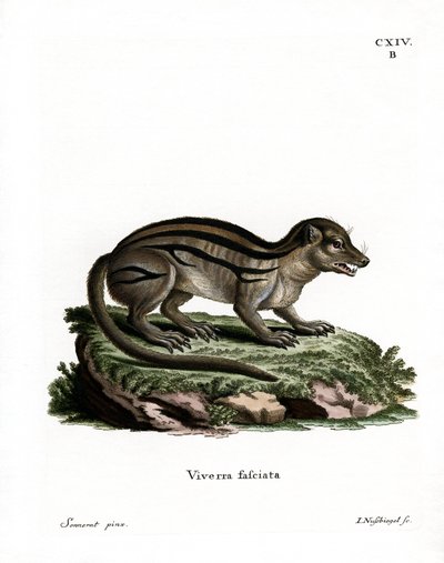 Geniş çizgili Madagaskarlı Firavun faresi (renkli gravür) by German School