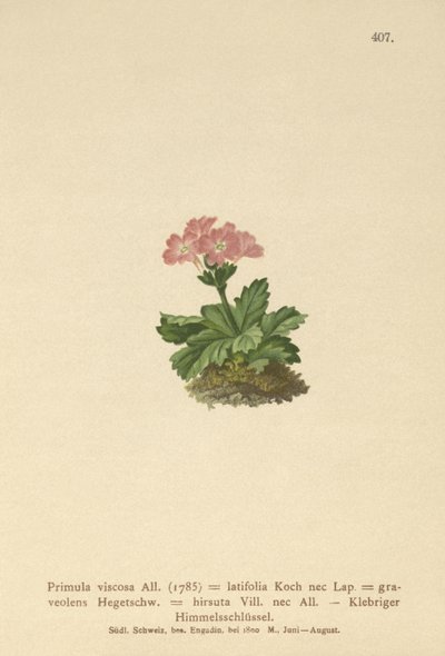 Geniş yapraklı Primrose (Primula viscosa, Primula latifolia, Primula hirsuta) by German School