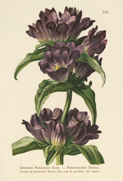 Kahverengi Centiyana (Gentiana Pannonica) by German School