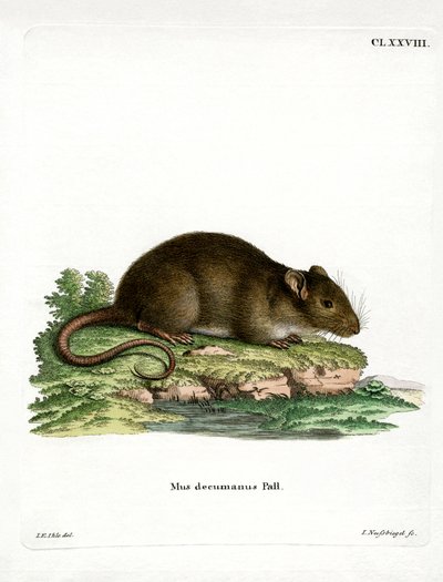 Kahverengi Fare (renkli gravür) by German School