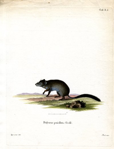 Fırça kuyruklu Phascogale (renkli gravür) by German School