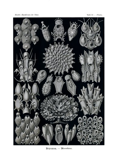 Bryozoa, 1899-1904 by German School