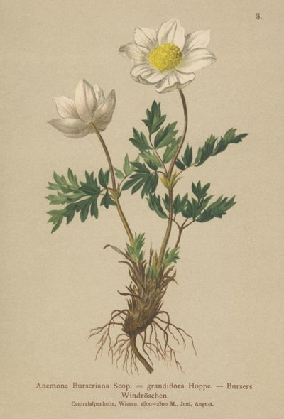 Bursers Anemone (Anemon Burseriana, Anemone grandiflora) by German School