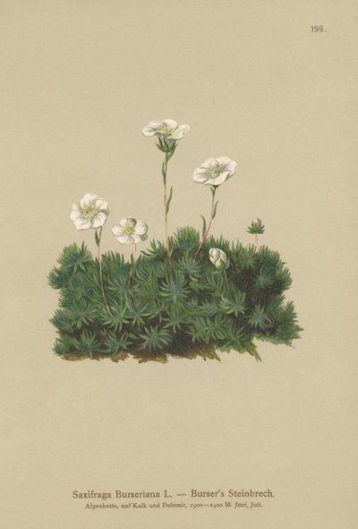 Bursers Saxifrage (Saxifraga Bursariana) by German School