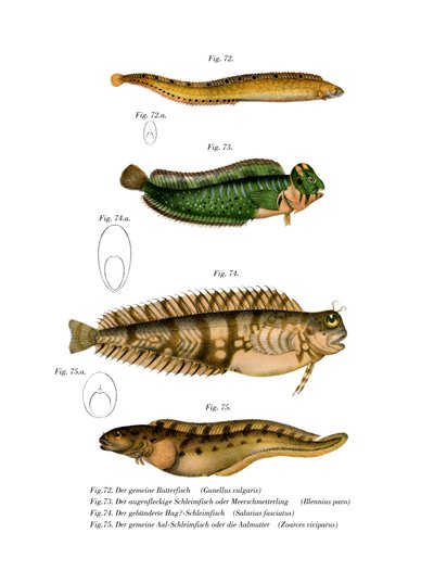 Butterfish (renkli lito) by German School