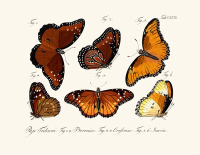 kelebekler by German School