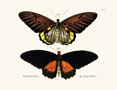 kelebekler by German School