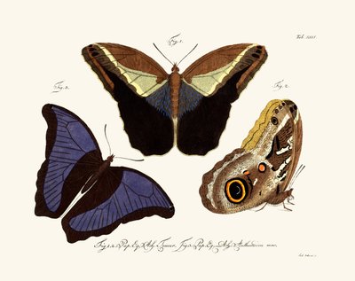 Kelebekler, 1783-1806 by German School