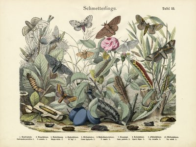 Kelebekler, c.1860 by German School