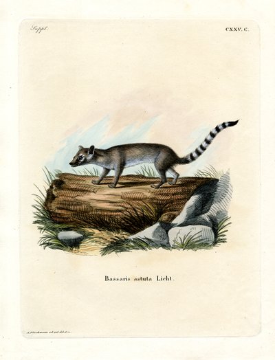 Cacomistle (renkli gravür) by German School