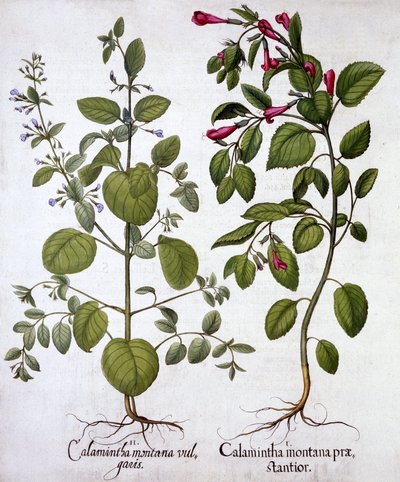 Calamints, from Hortus Eystettensis, Basil Besler (1561-1629), pub. 1613 (el boyaması gravür) by German School