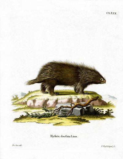 Kanada Kirpisi (renkli gravür) by German School