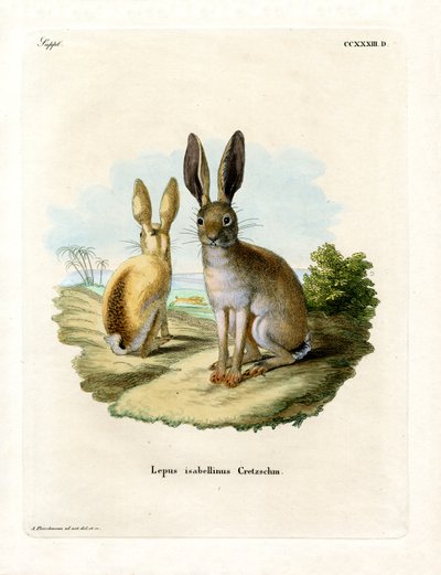 Cape Hare (renkli gravür) by German School