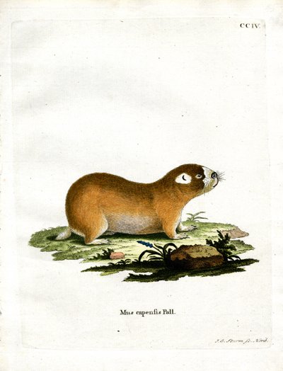 Cape Mole Rat (renkli gravür) by German School