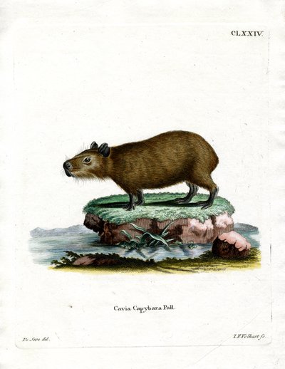 Capibara (renkli gravür) by German School