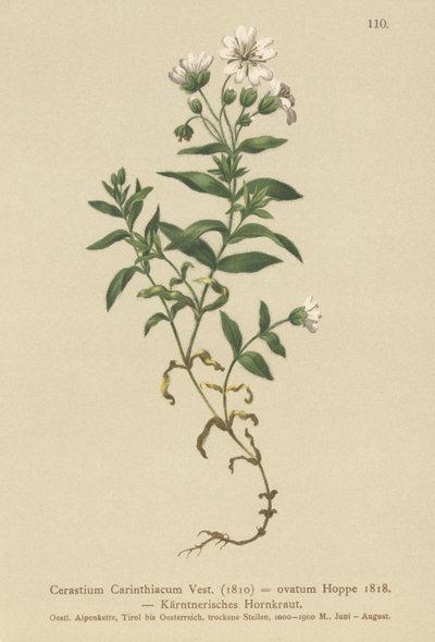 Carinthian Fare kulağı (Cerastium Carinthiacum, Cerastium ovatum) by German School