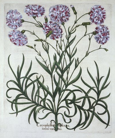 Karanfil, Hortus Eystettensis