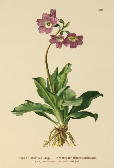 Carniolan Primrose (Primula Carniolica) by German School