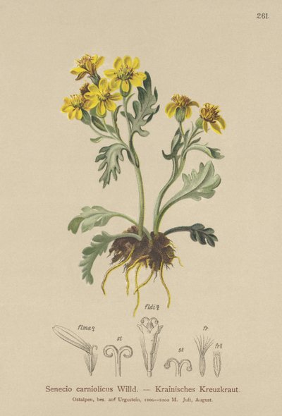 Carniolan Ragwort (Senecio carniolicus, Senecio incanus subsp. carniolicus) by German School