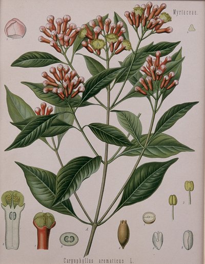 Caryophyllus Aromaticus (Karanfil) by German School