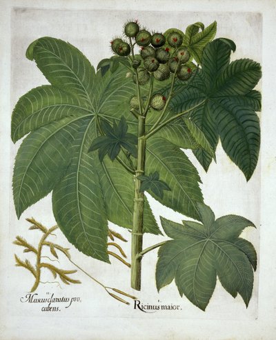 Hortus Eystettensis