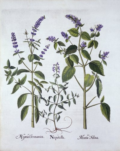 Hortus Eystettensis