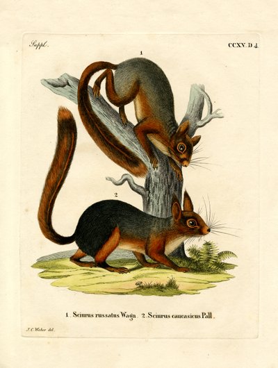Kafkas Sincabı (renkli gravür) by German School