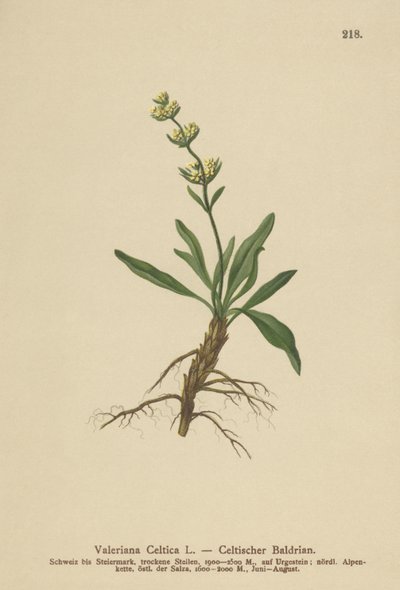 Kelt Spikenard (Valeriana celtica) by German School