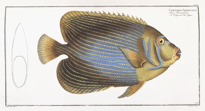 Chaetodon İmparatoru by German School