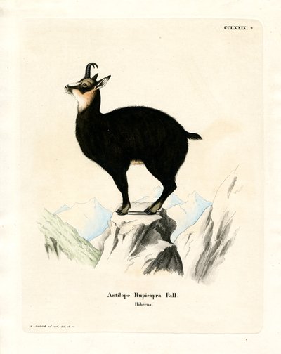 Chamois (renkli gravür) by German School