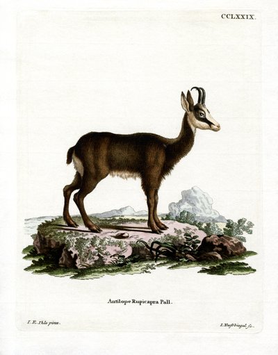 Güderi by German School
