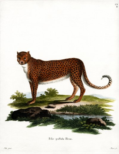 Çita (renkli gravür) by German School