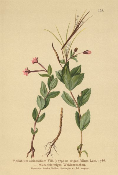 Chickweed Willowherb (Epilobium alsinefolium, Epilobium origanifolium) by German School