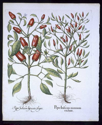 Biber Biber bitkileri, Basil Besler