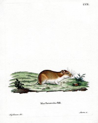 Çin Çizgili Hamster (renkli gravür) by German School