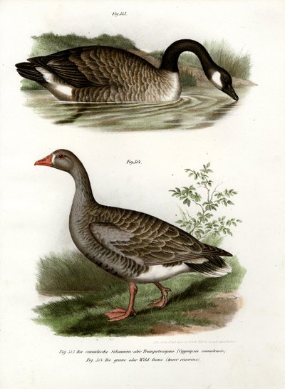 Çin kazı, 1864 by German School