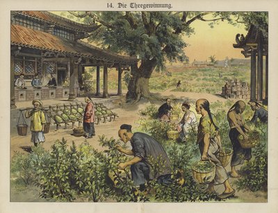 Çin çay plantasyonu (renkli lito) by German School