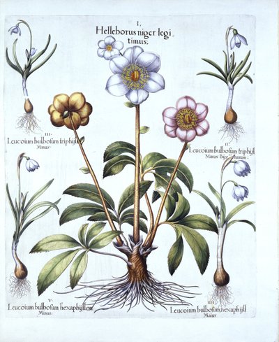 Hortus Eystettensis