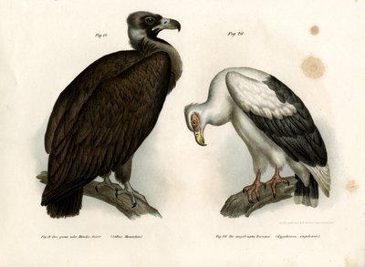 Cinereous Akbaba, 1864 by German School