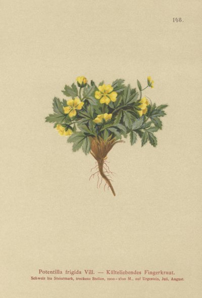 Cinquefoil (Potentilla frigid, Potentilla glacialis, Potentilla helvetica) by German School
